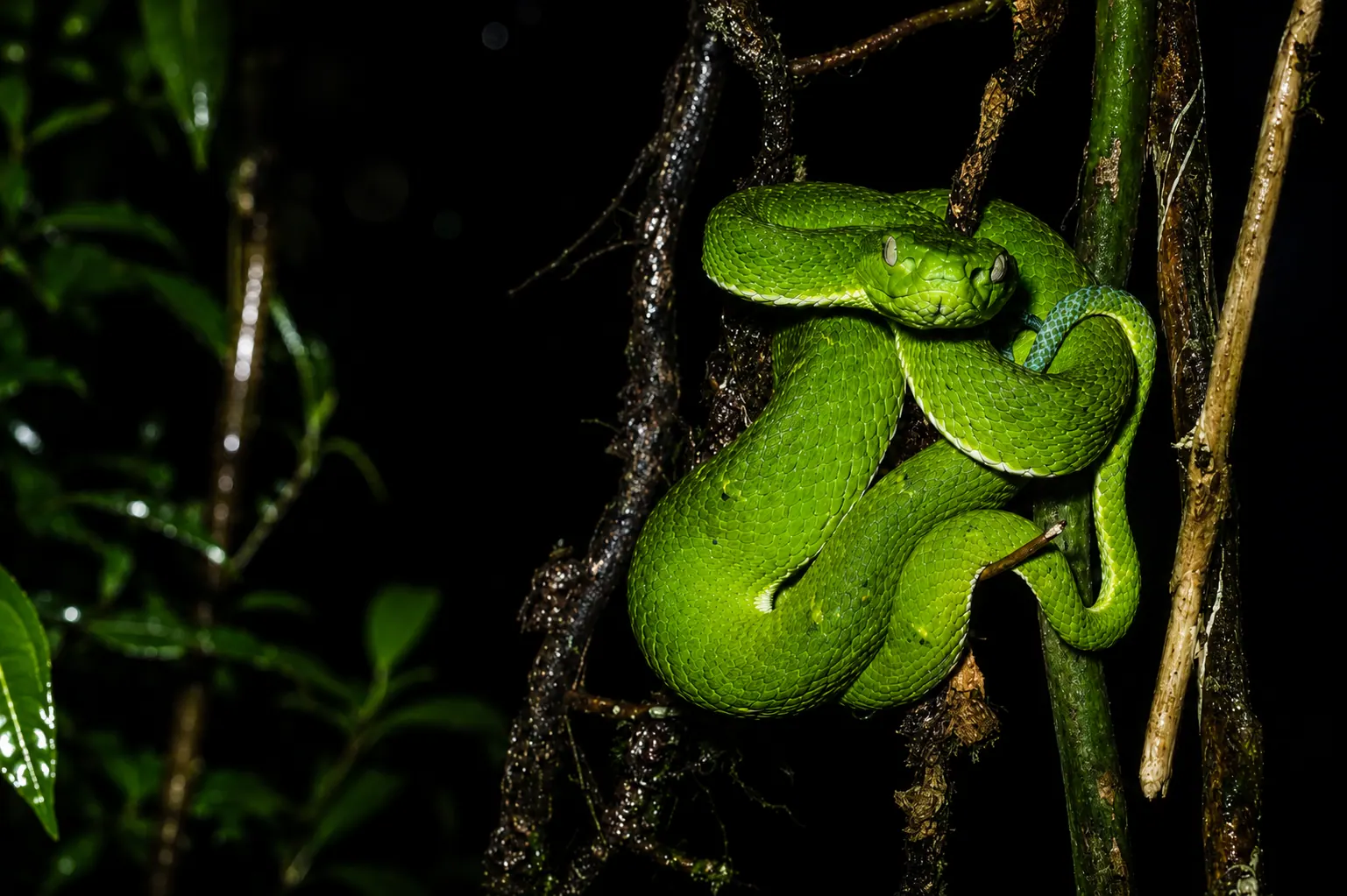 Arenal Night Tour in La Fortuna