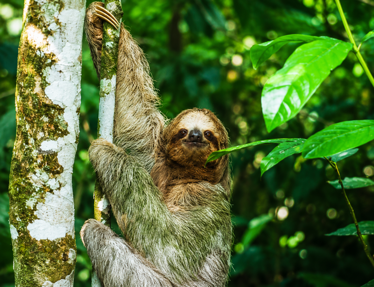Sloth & Wildlife Immersion